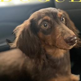 Pearl - Dachshund
