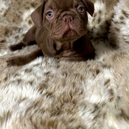 French Bulldog Puppies from The French Bulldog Company LLC