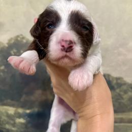 Audrey - Chocolate female Assorted Doodle Crosses puppy in West Monroe, Louisiana from Southern Haven Doodles