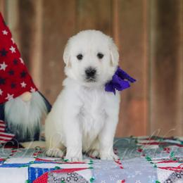 Miss Violet - Light golden female Golden Retriever puppy in Bedford, Indiana from Indiana Goldens