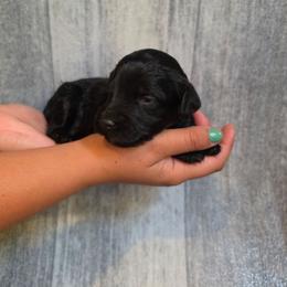 Pecan - Black tri-color male Aussiedoodle puppy in Lithia, Florida from Waterford Doodle Farm