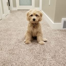 Goldendoodle Puppies from High Country Mini Goldendoodles