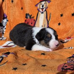 Rain - Tri-color female Border Collie puppy in Menasha, Wisconsin from Little Rose Retrievers