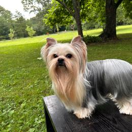 Bubby - Yorkshire Terrier