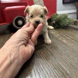 Twinkle - Apricot male Maltipoo puppy in Bowling Green, Kentucky from Denise Clark