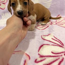Snow White - Red female Dachshund puppy in Choctaw, Oklahoma from Danica’s Dachshunds