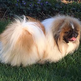 Gatsby - Pekingese