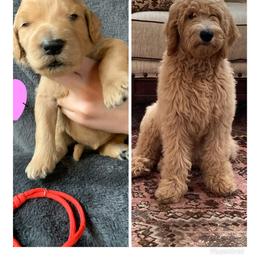 Goldendoodle Puppies from Dood Ranch Doodles