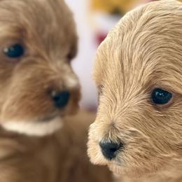 Cavapoos, Maltipoos, Poodles, and Yorkipoos from Wonderfully Made Poodles & Doodles