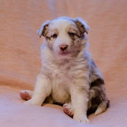Border Collie Puppies from Snow Pine Ranch