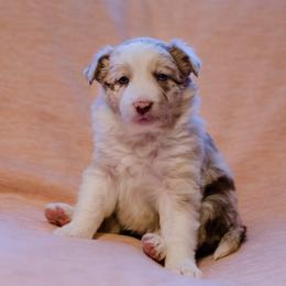 Border Collie Puppies from Snow Pine Ranch
