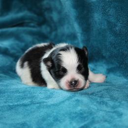 Chimney - Blue merle male Pomeranian puppy in San Marcos, Texas from Hill Country Poms