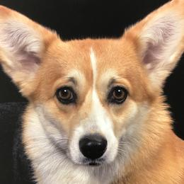 Pembroke Welsh Corgis from Silver Springs Corgis