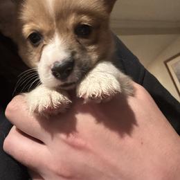 Mistletoe - Sable male Pembroke Welsh Corgi puppy in Orangevale, California from Corgis of the Heart