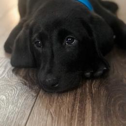 Golden Retriever and Labrador Retriever Puppies from All Around Retrievers