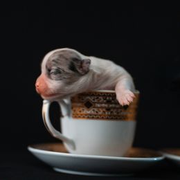 Chihuahua Puppies from Arizona Adventure Chihuahuas