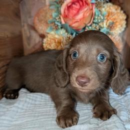 Twix - Chocolate male Dachshund puppy in Unadilla, Georgia from The Hamsley Kennels of South Georgia