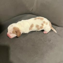 Second Little Boy - Lemon and white male Basset Hound puppy in Hurtsboro, Alabama from PARK’s Family Farm
