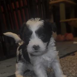 Violet - Black female Morkie puppy in Aliquippa, Pennsylvania from The Morkie Mom