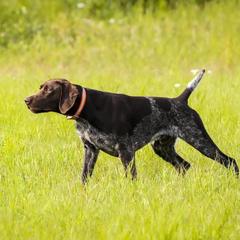 Riker - German Shorthaired Pointer