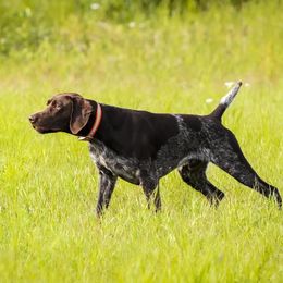 Riker - German Shorthaired Pointer