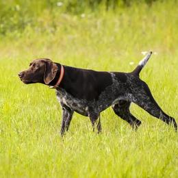 Riker - German Shorthaired Pointer