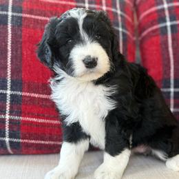 Mashed Potatoes 💜 - Black and white female Aussiedoodle puppy in Granbury, Texas from Triple Cross Doodles