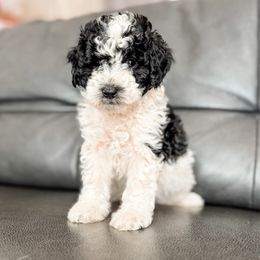Dasher - Black and white male Aussiedoodle puppy in Saint George, Utah from Fitzdoodles