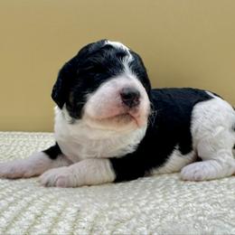 Cookies 'N Cream (Cookie) - Tri-color female Bernedoodle puppy in Hendersonville, North Carolina from Kim's Cove