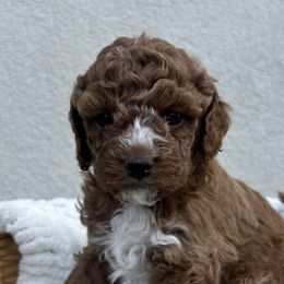 Shihpoos from Zoeys puppies