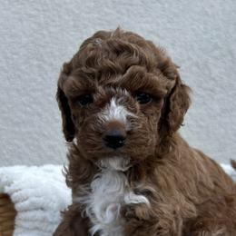 Shihpoos from Zoeys puppies