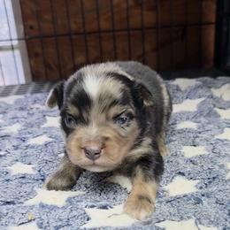 Mikey - Blue merle male Toy Australian Shepherd puppy in Leonard, Texas from Tin Roof Aussies