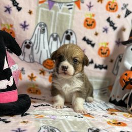 Rocket - Black and tan male Pembroke Welsh Corgi puppy in Barstow, California from Caldwell’s Corgis of Southern California