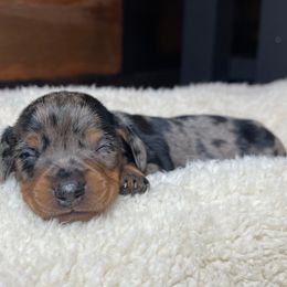 Blitzen - Dapple male Dachshund puppy in Washburn, Tennessee from Clinch Mountain Dachshunds