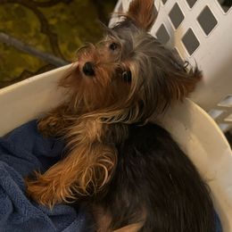 Pixie - Yorkshire Terrier