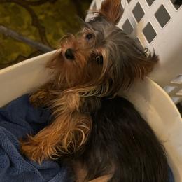Pixie - Yorkshire Terrier