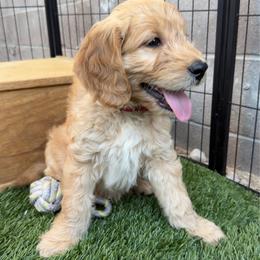 Supreme - Cream male Goldendoodle puppy in Las Vegas, Nevada from Puppies of the West