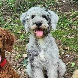Aussiedoodles from Willow's Creek Poodles and Doodles