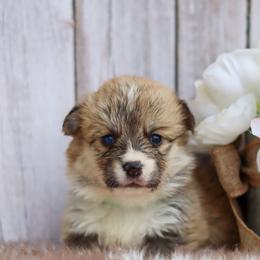 Boy 5 - Red male Pembroke Welsh Corgi puppy in Caliente, California from Rafter Cross 7