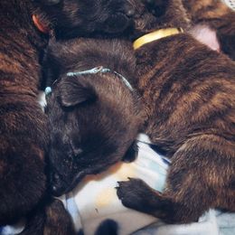 Belgian Malinois and Dutch Shepherd Puppies from Blackcraft K9