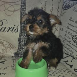 Green Boy - Black and tan male Yorkshire Terrier puppy in St. Louis, Missouri from Yorkieville - Shih Tzu Nation