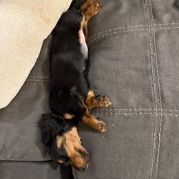 Dachshund Puppies from Birkin’ Paws