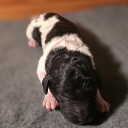 Boy 3 - male Poodle puppy in Blue Ridge, Georgia from Beltane Standard Poodles