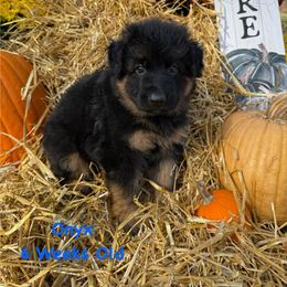 Onyx - Black and red male German Shepherd puppy in Hillsboro, Indiana from Salty Raccoon Ranch German Shepherds