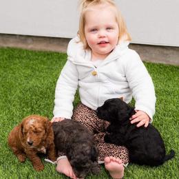 Aussiedoodle and Goldendoodle Puppies from Ever After Doodles Arizona