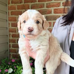 Maverick - Red male Bernedoodle puppy in Denver, Pennsylvania from Greenview Puppies