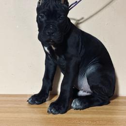 Adriano - Black male Cane Corso puppy in Houston, Texas from Mortaio Cane Corso