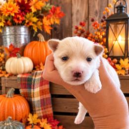 Star - Tan male Morkie puppy in Tampa Bay, Florida from Woodpecker Ridge Pups