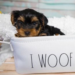 Yorkshire Terrier Puppies from Nicki's Yorkies
