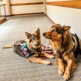 Native American Indian Dog Puppies from Seven Sisters Canids